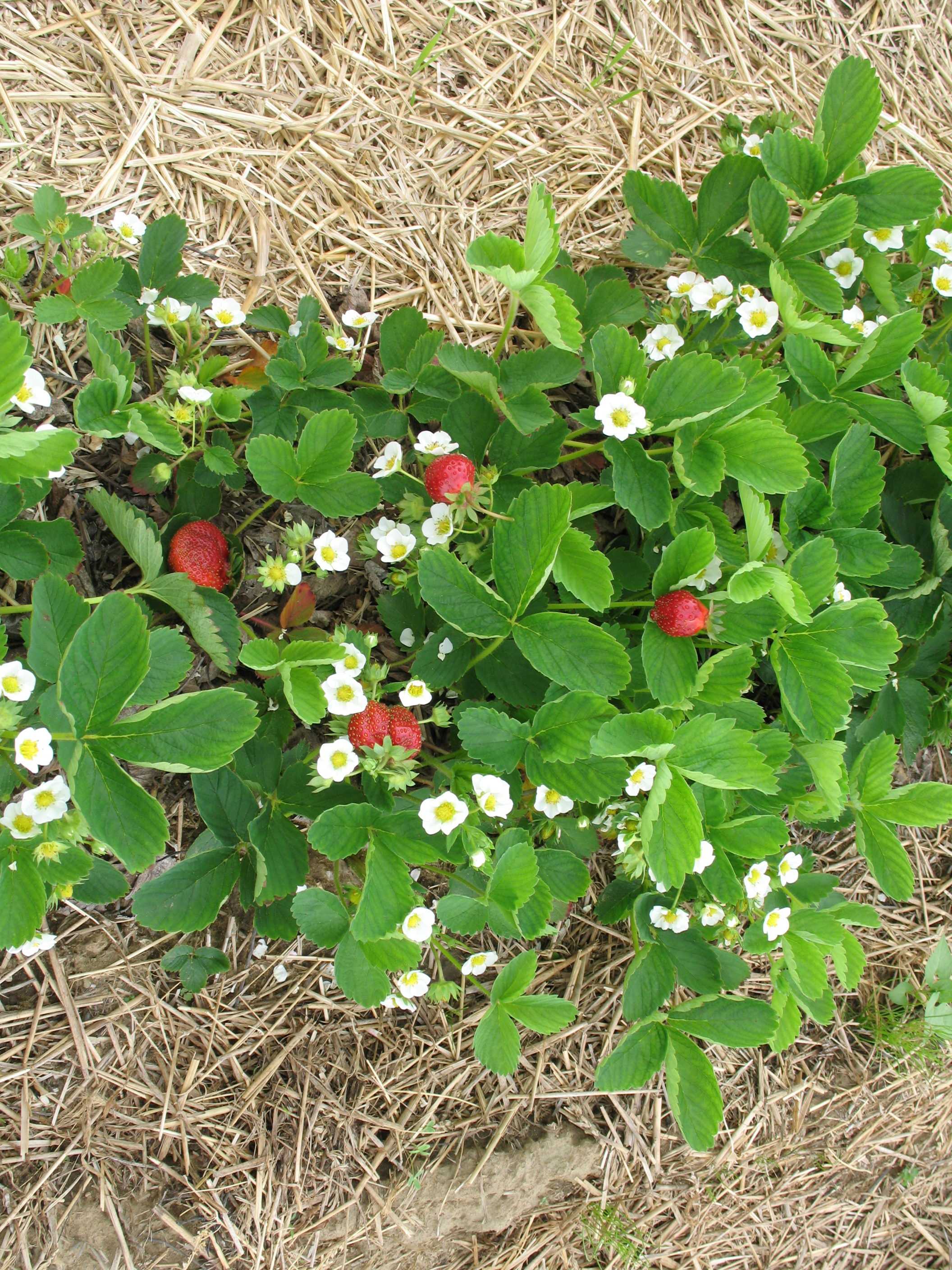 Paradis des fraises Paradis Des Fraises