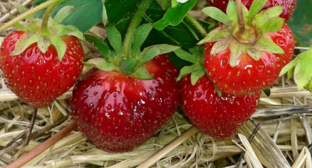 Autocueillette Paradis Des Fraises